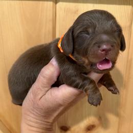 CKC Boy 2 orange - Chocolate and tan male Dachshund puppy in Grand Valley, Pennsylvania from Dachshunds on the Hill