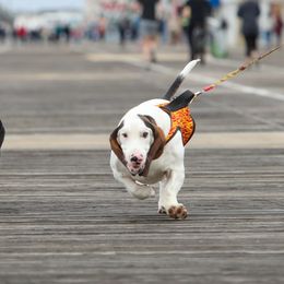 Basset Hounds from Jenna Kuegel