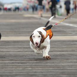Basset Hounds from Jenna Kuegel
