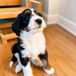 St. Leroy - Tri-color male Bernedoodle puppy in Little Rock, Arkansas from Darlin’s Doodles