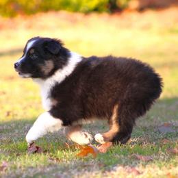 Black Tri Male 4 - Black tri-color male Australian Shepherd puppy in Northport, Alabama from Sipsey River Australian Shepherds
