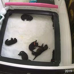 German Shepherd Puppies from Evansstadt German Shepherds