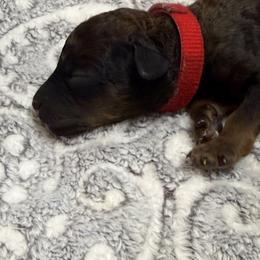 Girl 5 - female Poodle puppy in Leonard, Texas from Deblyns Poodles