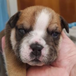 Bulldogs from Smushyface Bulldogs