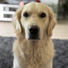 Brenlee - Golden Retriever