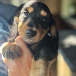 Boy 1 - Black and tan male Dachshund puppy in Gouverneur, New York from Dack Dachshunds