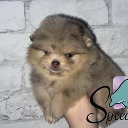Storm - Chocolate merle female Pomeranian puppy in Perry County, Ohio from Speechless Pom’s