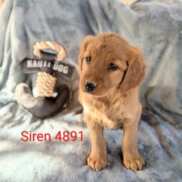 Siren - Dark golden female Golden Retriever puppy in Parker, Colorado from Legacy Ranch Golden Retrievers