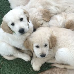 Golden Retriever Puppies from Bennett Goldens