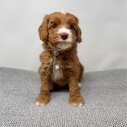 Sapphire - Caramel male Australian Labradoodle puppy in Sacramento, California from Little Farmstead Labradoodles