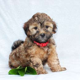 Eric - Red male Shihpoo puppy in Mifflintown, Pennsylvania from Curls & Paws Canines