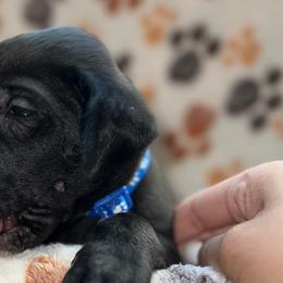 Boy 3 Blue - Black and white Great Dane puppy in Enumclaw, Washington from Lord's Danes