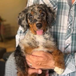 Porscha - Blue merle female Bernedoodle puppy in Wickenburg, Arizona from Houskerville Doodles