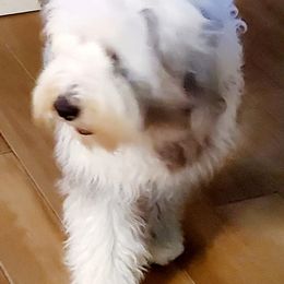 Stormy - Old English Sheepdog