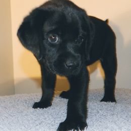 Labrador Retriever Puppies from Swift Run Labs