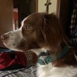 Whiskey - Brittany