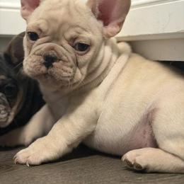 Armani - White male French Bulldog puppy in Porter, Texas from Red Label Frenchies