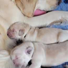 Golden Retriever Puppies from Mountain View Goldens