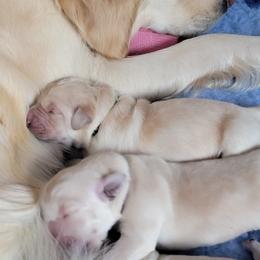 Golden Retriever Puppies from Mountain View Goldens