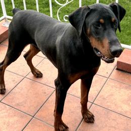 Doberman Pinscher puppies from Double-Take Doberman Kennels