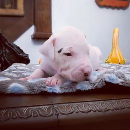 Dogo Argentino Puppies from De la Fuerza de Dios