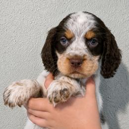 Charming - Tri-Roan male English Springer Spaniel puppy in Fort White, Florida from Thunderbird Springers