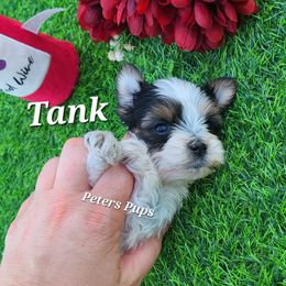 Yorkshire Terrier Puppies from Peters Pups Yorkshire Terriers