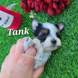 Yorkshire Terrier Puppies from Peters Pups Yorkshire Terriers