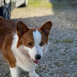 Cooper - American Corgi