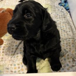 Handcock - Black male Flat-Coated Retriever puppy in Delta, Colorado from Thunder Mountain Elite Flat-Coated Retrievers