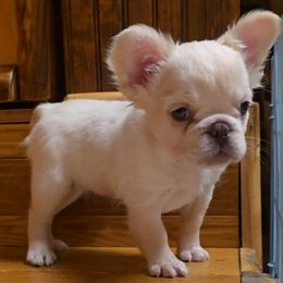 Fluffy cream girl - Cream female French Bulldog puppy in Denison, Texas from Lovemyfrenchies – Stoddard Frenchbulldog's
