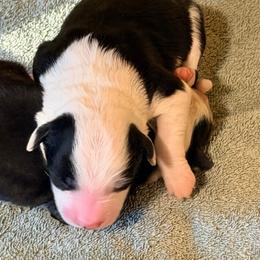 Girl 2 - Black and white female Border Collie puppy in Lebanon, Oregon from Cahill’s Canines