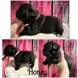 French Bulldog Puppies from HazyDayFrenchies