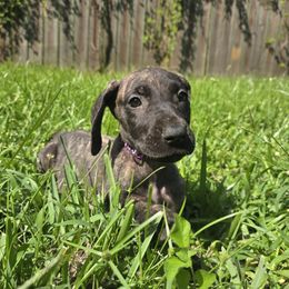 Doberman Pinscher and Great Dane Puppies from Draggin Dobermans & Great Danes