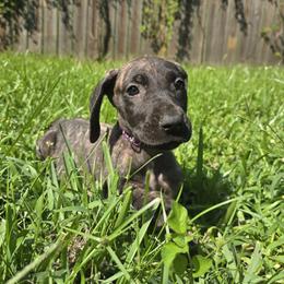 Doberman Pinscher and Great Dane Puppies from Draggin Dobermans & Great Danes