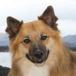 Seger - Icelandic Sheepdog