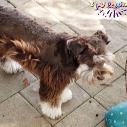 Dani - Miniature Schnauzer