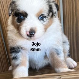 Jojo - Blue merle male Australian Shepherd puppy in Magee, Mississippi from Paint ByNumbers Ranch