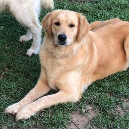 River - Golden Retriever