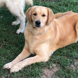 River - Golden Retriever