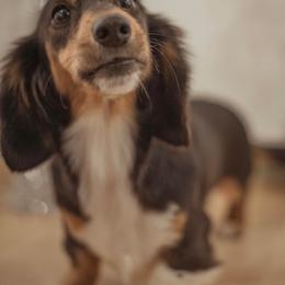 Dachshund puppies from Mavericks Mini Dachshunds