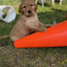 Golden Retriever Puppies from Red Bank Goldens