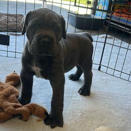 Buzz - Gray male Cane Corso puppy in Fairfield, California from Royal Class Kennels
