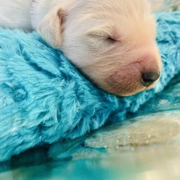 Golden Retriever Puppies from English Cream Goldens in Georgia