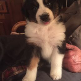 Australian Shepherd Puppies from Susquehannock Aussies