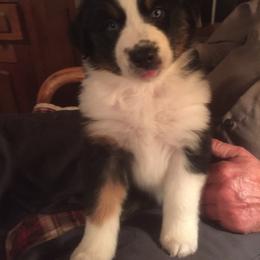 Australian Shepherd Puppies from Susquehannock Aussies