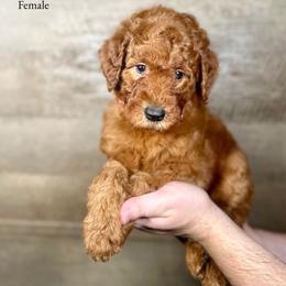 Goldendoodle puppies from Mesquite Kennels