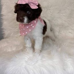 Aussiedoodle, Bordoodle, Goldendoodle, Irish Doodle, Labradoodle, and Poodle Puppies from Sugar Camp Canine - Maxwell