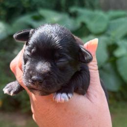 Merci - Black and white female Schnoodle puppy in Temple, Texas from Schnauzers Of Taylor