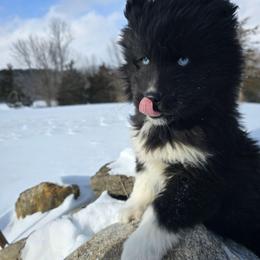Dean - Black male Siberian Husky puppy in Addison, Michigan from Gray Run Siberian Huskies